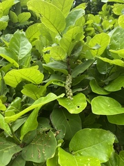 Coccoloba barbadensis