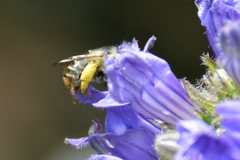 Anthophora terminalis