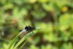 Erythrodiplax unimaculata
