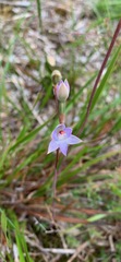 Thelymitra brevifolia