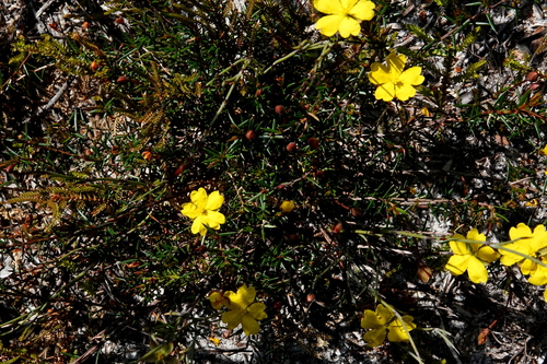 Image of Prickly Guinea Flower (Hibbertia acicularis) by (c) Max Campbell, some rights reserved (CC BY)