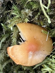 Hygrocybe acutoconica