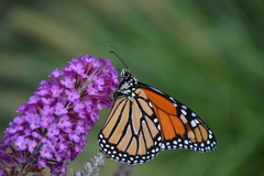 Danaus plexippus