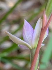 Thelymitra brevifolia
