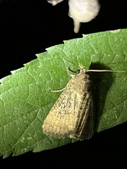 Condica sutor