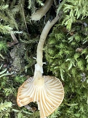 Hygrocybe acutoconica