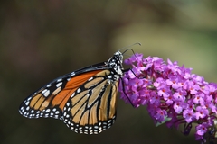 Danaus plexippus