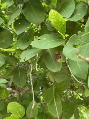 Coccoloba barbadensis