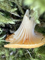 Hygrocybe acutoconica