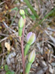 Thelymitra brevifolia