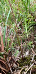 Thelymitra brevifolia