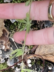 Galium boreale
