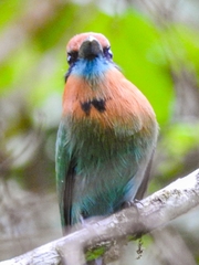 Electron platyrhynchum