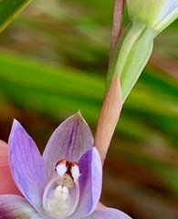 Thelymitra brevifolia