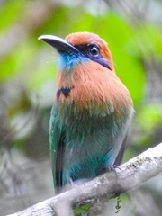 Electron platyrhynchum