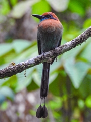 Electron platyrhynchum