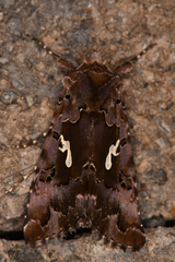 Autographa corusca