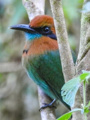 Electron platyrhynchum