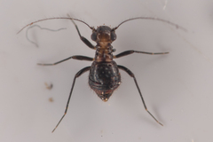 Bertkauia crosbyana