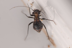 Bertkauia crosbyana
