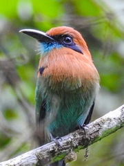 Electron platyrhynchum