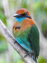 Electron platyrhynchum