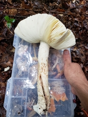 Amanita rhopalopus