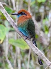 Electron platyrhynchum