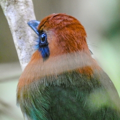 Electron platyrhynchum