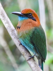 Electron platyrhynchum