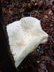 Amanita rhopalopus