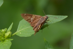 Epargyreus clarus