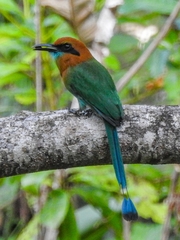 Electron platyrhynchum