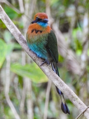 Electron platyrhynchum