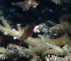 Pseudanthias squamipinnis