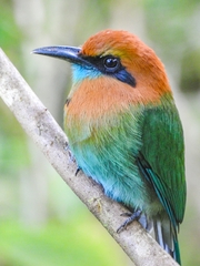 Electron platyrhynchum