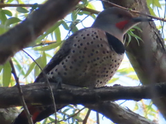 Colaptes auratus cafer