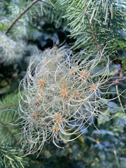 Clematis