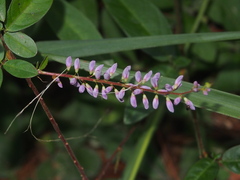 Grona heterocarpos angustifolia