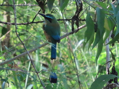 Eumomota superciliosa