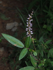 Grona heterocarpos angustifolia