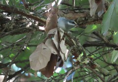 Vermivora chrysoptera