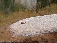 Tadorna variegata