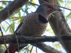 Colaptes auratus cafer