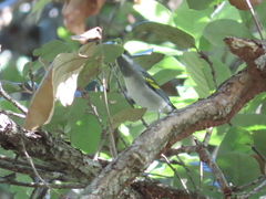 Vermivora chrysoptera