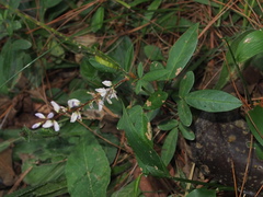 Grona heterocarpos angustifolia