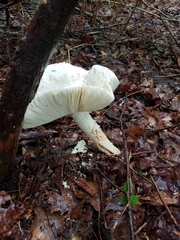 Amanita rhopalopus