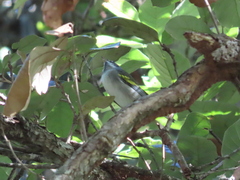 Vermivora chrysoptera