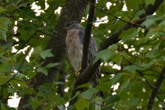 Accipiter cooperii