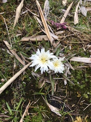 Hypochaeris sessiliflora
